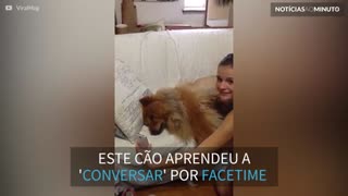 Chow-Chow carente conversa com dona por FaceTime