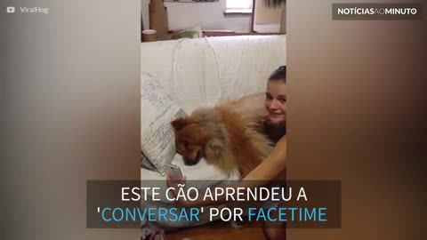 Chow-Chow carente conversa com dona por FaceTime