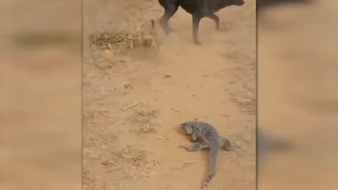 When Animals messed with wrong opponents 😱😵!!!