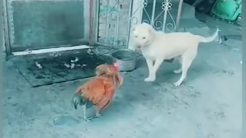 Dog vs chicken hot battle !!!