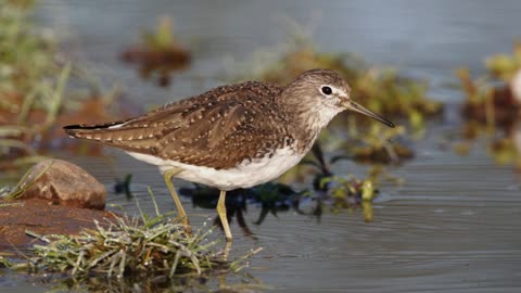 The Green Sandpiper: Close Up HD Footage (Tringa ochropus)