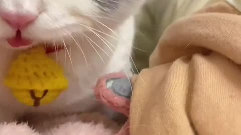 Cute Cats meowing and talking