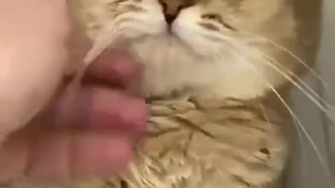 Funny Cat Reaction