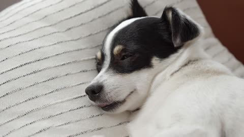 Funny dog 🐶 sleeping videos 🥰
