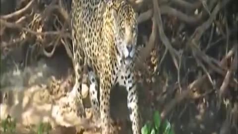 Jaguar movie short, Jaguar hunting prey mammals | Top Jaguar video 2021 #Shorts
