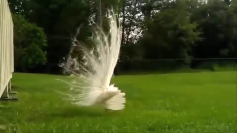 OMG Amazing White Peacock Never Seen Before