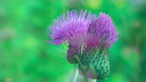 Blooming flowers