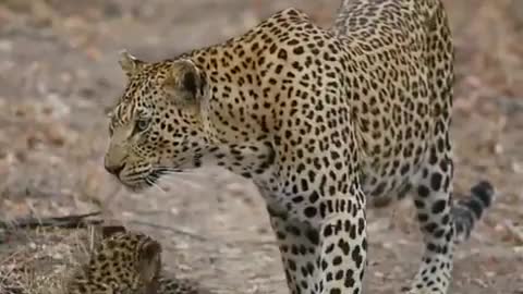 Mom cheetah showing love to her cub by licking her in the park