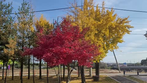 Autumn Maple Tree in Korea