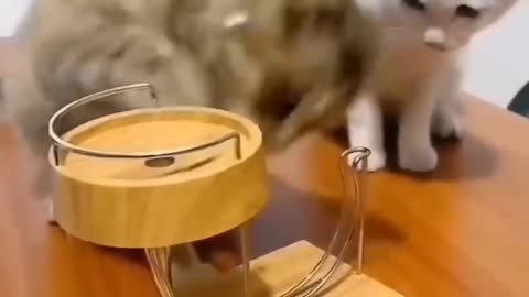 Cat funny video