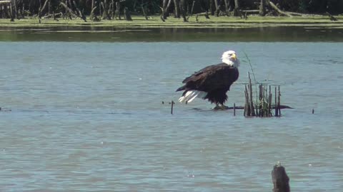 346 - Toussaint Wildlife - Oak Harbor - Ohio