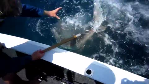 Incredible shark Attack!