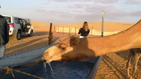 Camel drinking water in abu Dhabi