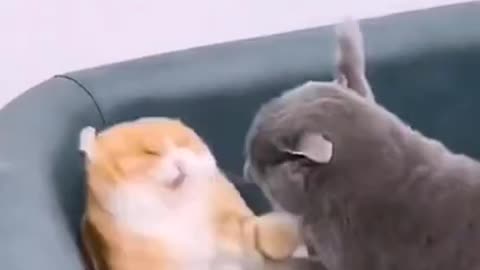 Funny cats v/s dog fights 🐕🐱 | angry cats - sometimes cats but most of the time YOUR WIFE 😂😂😂