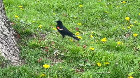 Redwing Blackbird antics almost as cute as Cardinal