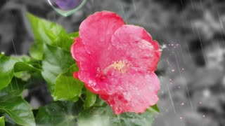 Love Flower Shower