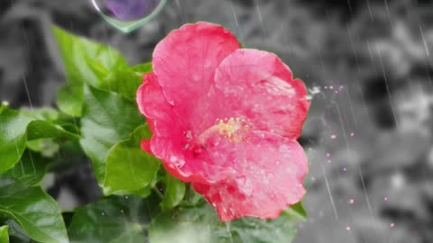 Love Flower Shower