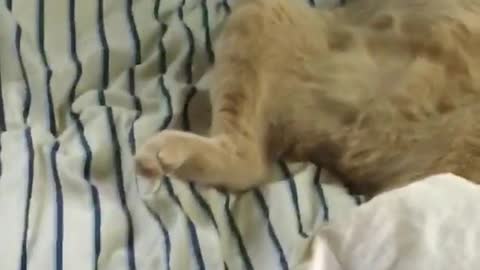 Cat on striped bed laying like human