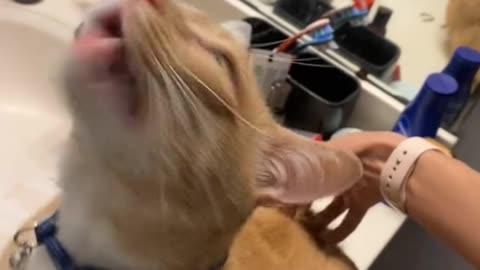 His younger sister's cat gets absolutely wild for a butt scratch! 🐱😂😂😂