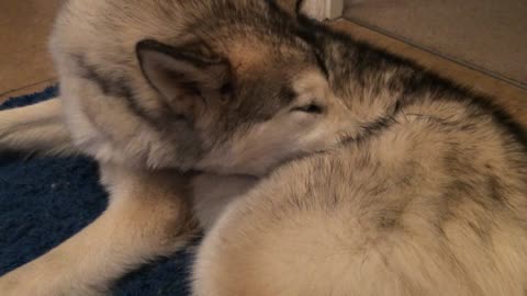 Malamute Likes to Suckle Own Leg