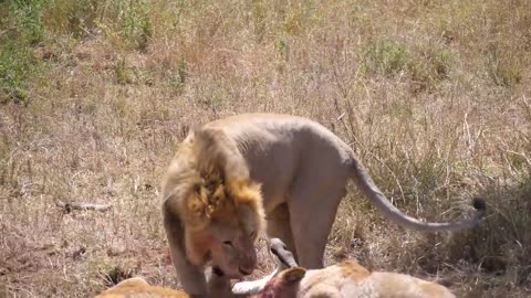 Serengeti- Pride of lions hunting and killing zebras (4 K-UHD)