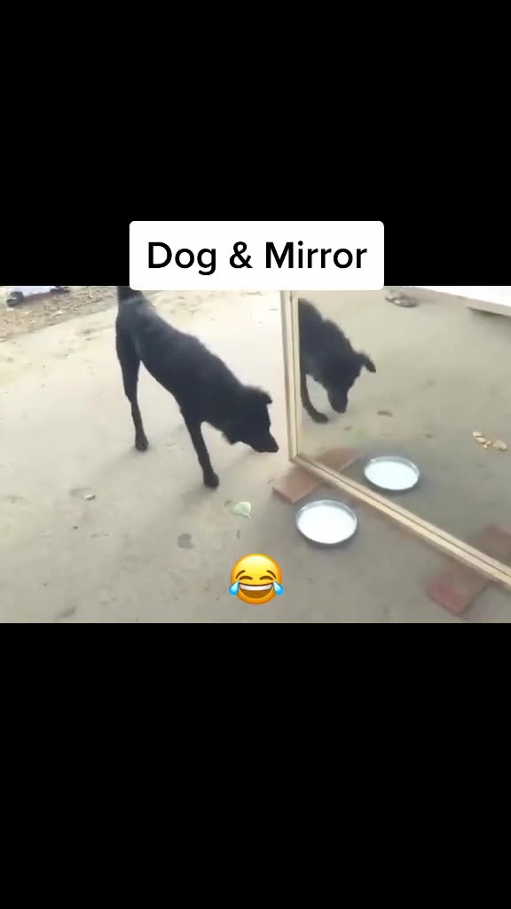 Dog in the mirror so funny