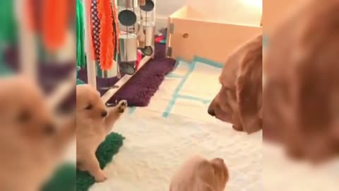 The golden retriever will have a small foreplay when begging for relatives with his family