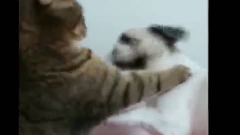 CAT HIT THE DOG