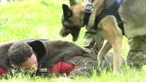 Watch us and philippine military dog takes part in epic mission