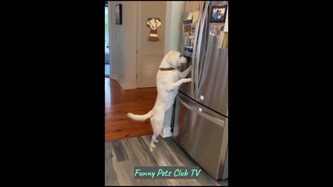 Funny Animal Videos Funniest Cats and Dogs Videos 2024 #92