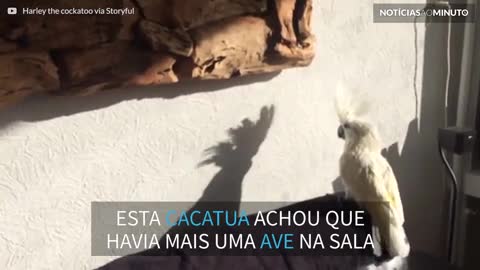 Cacatua fica confusa com própria sombra