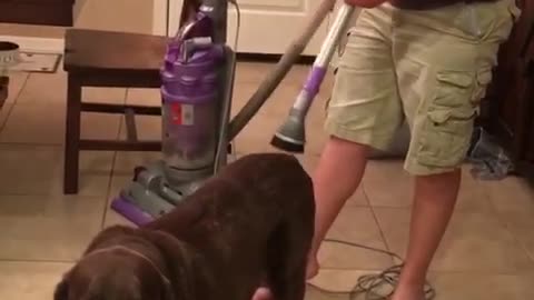 Chocolate Lab absolutely loves to get vacuumed