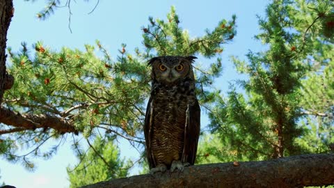 Owl perched on tree branch in daytime