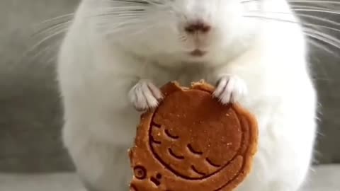 The little mouse ate the cookie