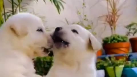 🐶"Adorable Little Puppy Moments"🐶