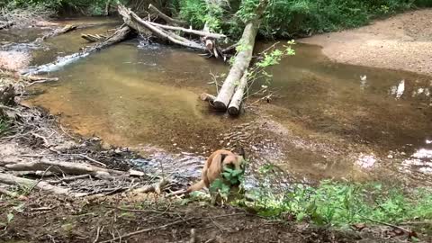 Malinois kicks in in 4 wheel drive to ge up steep embankment