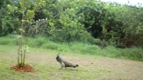 mowing with the peacock