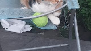 My Gorgeous Ginger Cat Protecive Over Tennis Ball