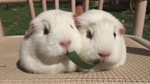 Guinea Pigs Play Tug-of-World War With Blade of Grass