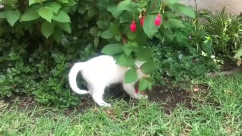 Cat video, cute cat HD video,cat funny video