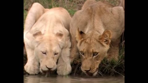 WHITE LION - BEAUTIFUL LION CUBS DRINKING WATER 🙀