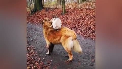 Puppy Loves Its Duck and play