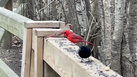 Feisty female Cardinal 😍