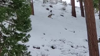 Coyote in Zephyr Cove Lake Tahoe