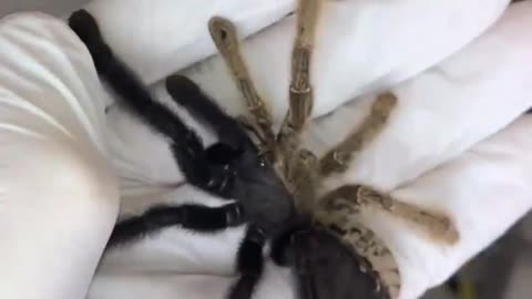 The rarest tarantula in the world Lampropelma nigerrimum a chimera or male and female in one!