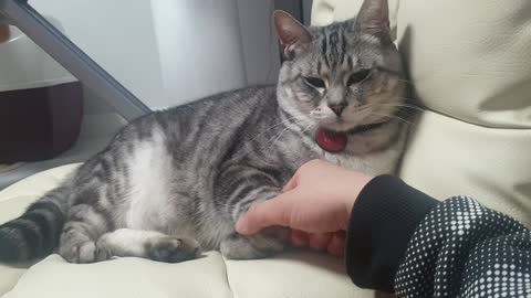 A cat shaking hands with me.