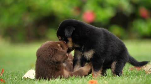 beautiful puppies