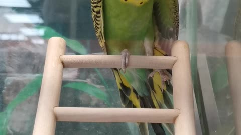 Parakeet (budgie)