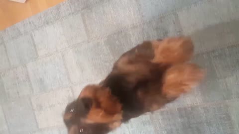 Begging Dog Dance