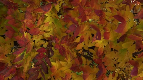 Yellow leaves are stirred by the cool breeze